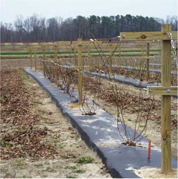 A wood T-trellis in the field with dormant plants.